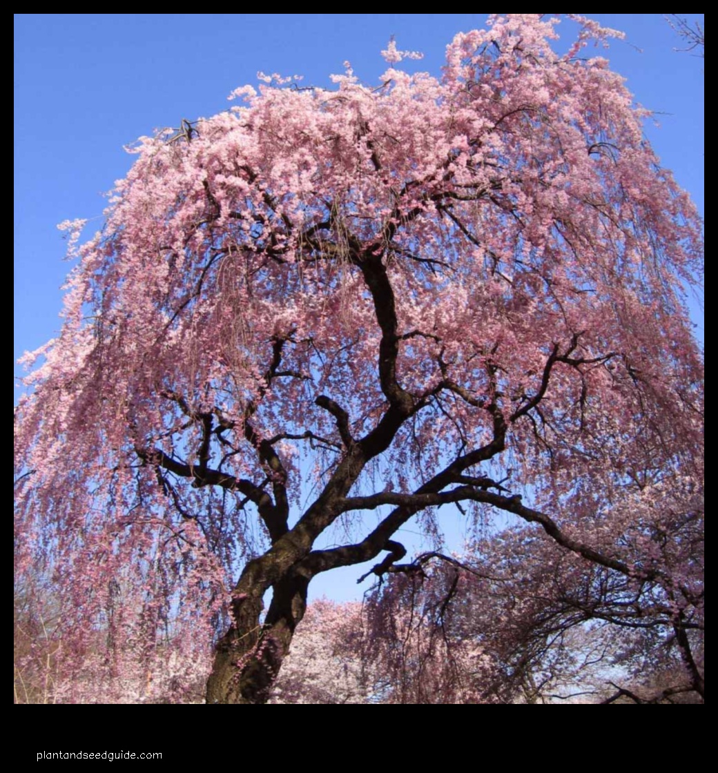 weeping cherry tree cost