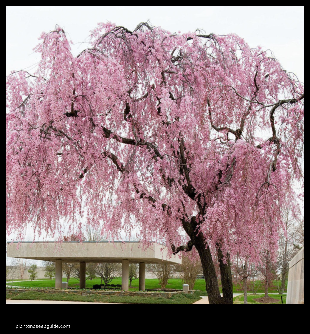 weeping cherry tree cost