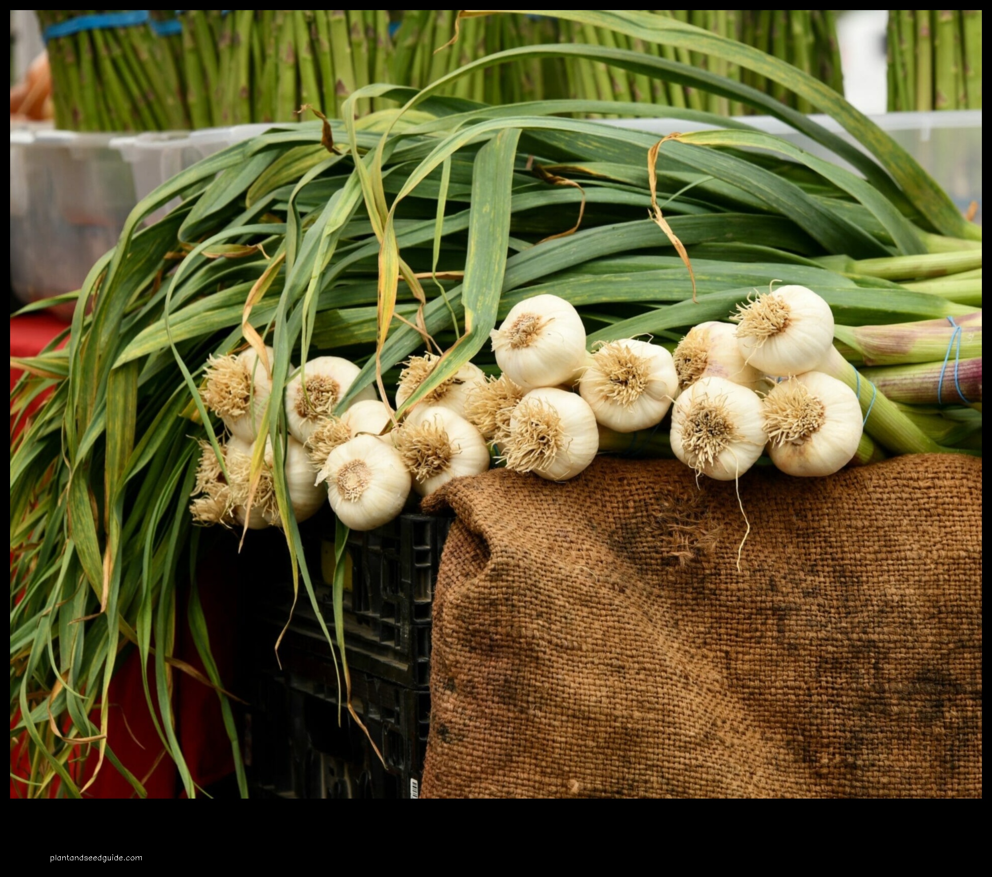 what not to plant after garlic