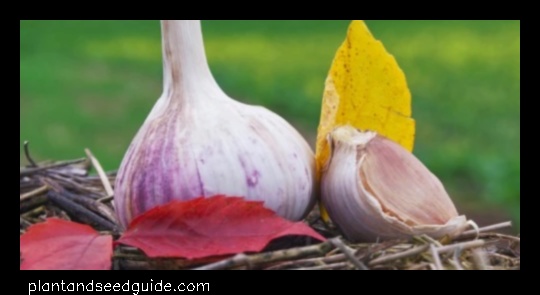 what not to plant after garlic