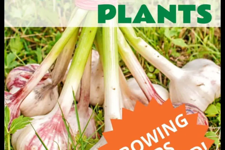 What Not to Plant After Garlic a Guide to Avoiding Pests and Disease
