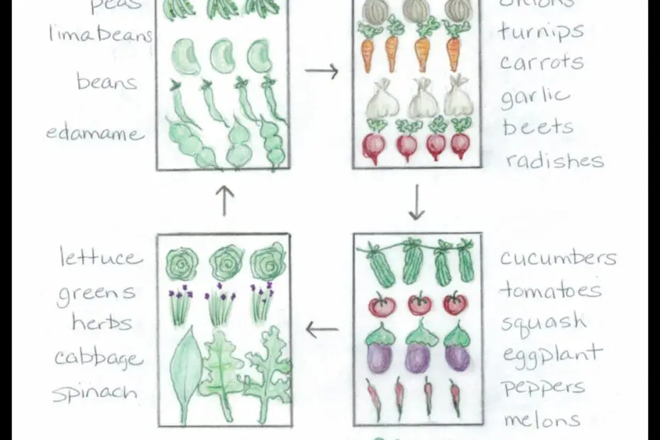 What to Plant After Garlic a Guide to Crop Rotation