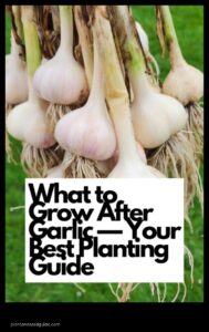 What to Plant After Garlic a Guide to Success