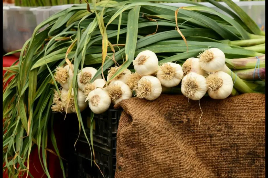 What to Plant After Garlic a Guide to the Best Crop Rotation Options