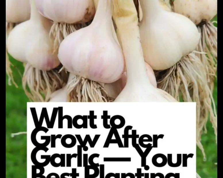 What to Plant After Garlic the Best Options for Success