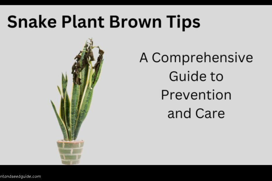 Why Are My Snake Plant Tips Browna Comprehensive Guide to Diagnosis and Treatment