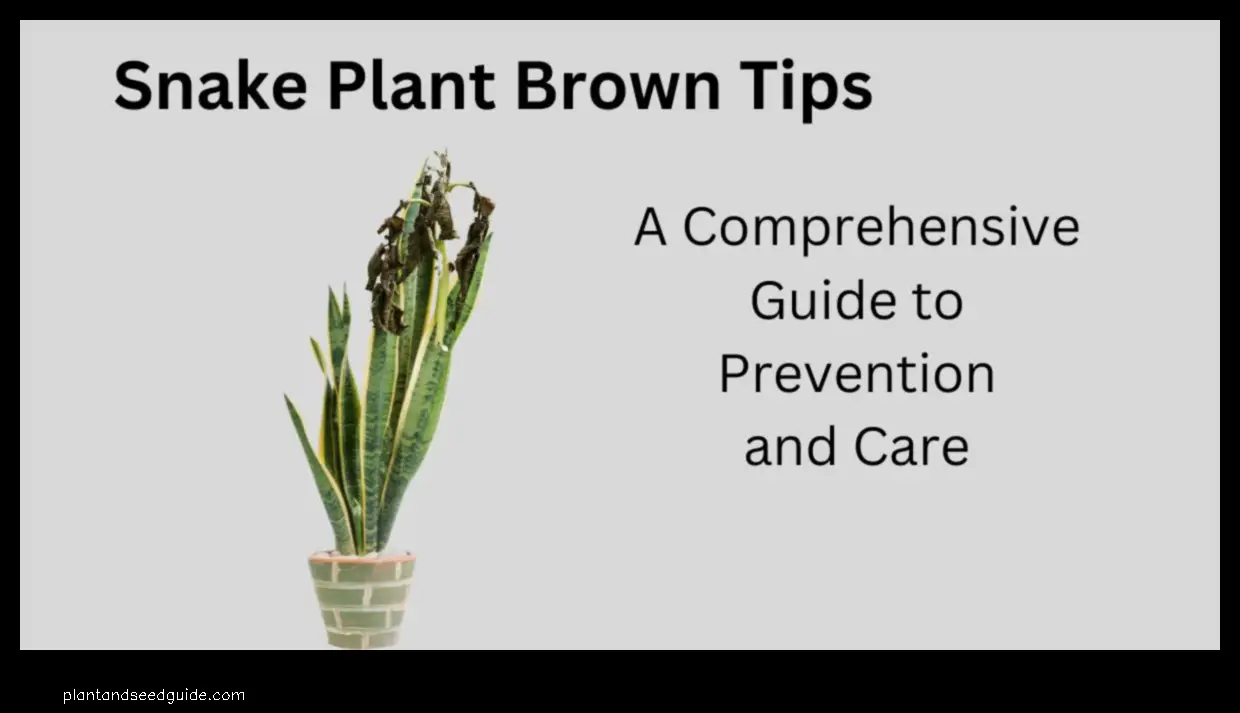 snake plant tips brown