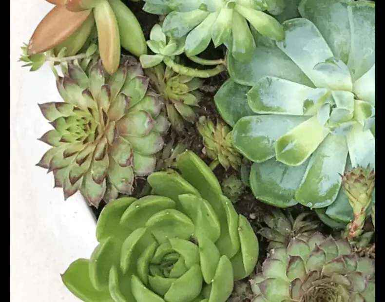 Why Are the Leaves Falling off My Succulents 6 Common Causes and Solutions