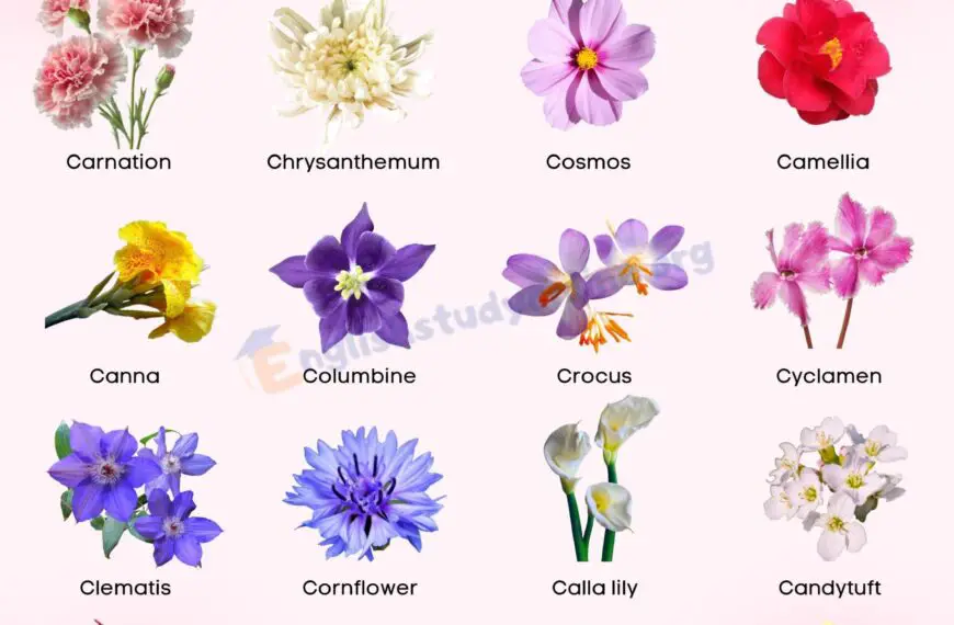 Colorful Flowers That Start with the Letter C