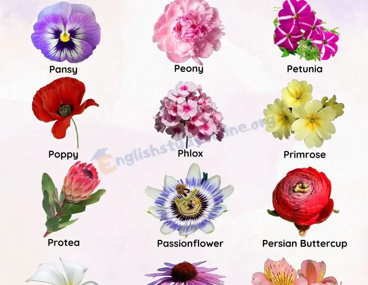 Diverse Types of Flowers That Start With P