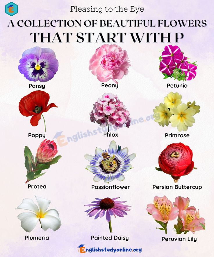 diverse types of flowers that start with p