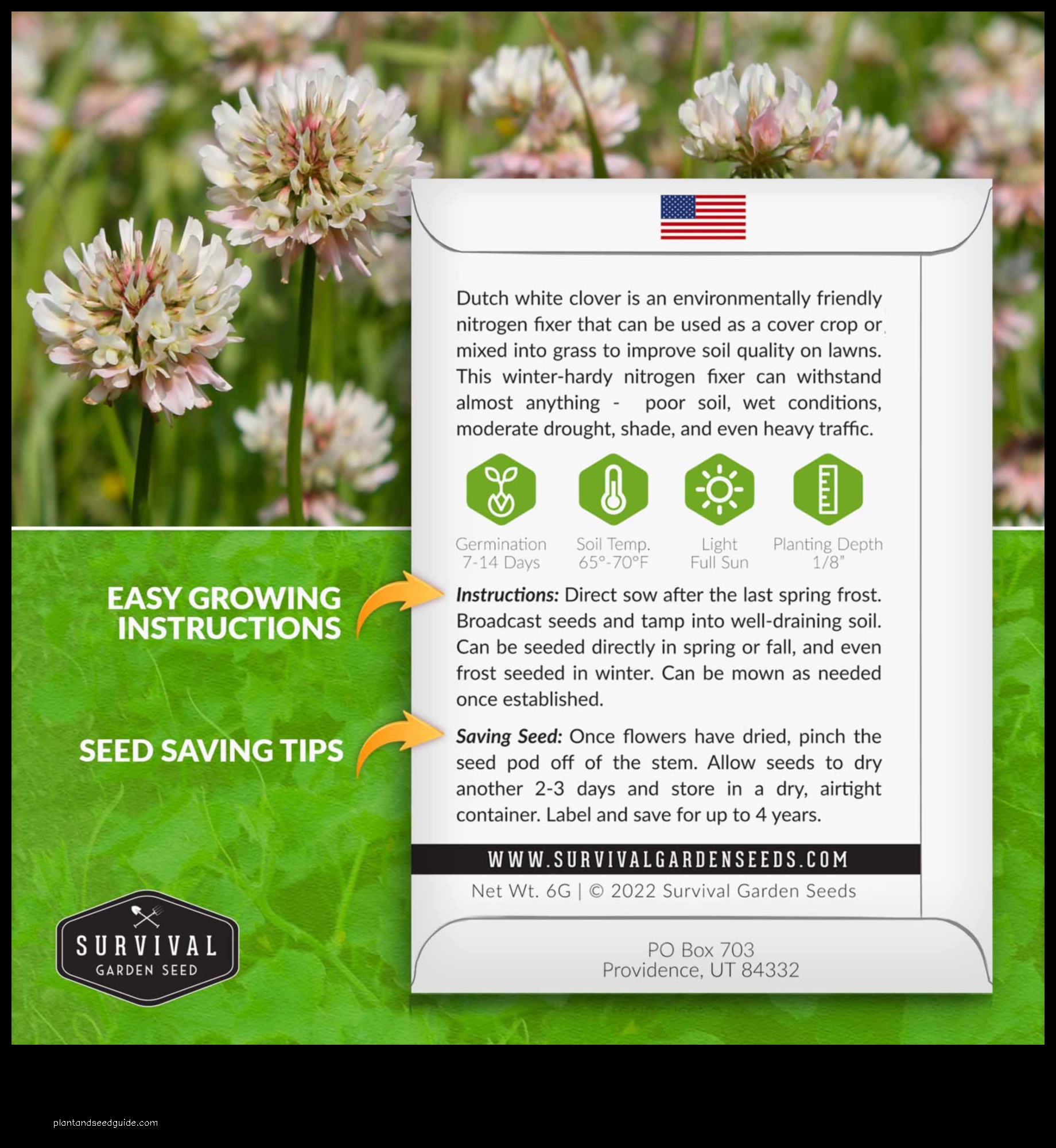 white clover benefits