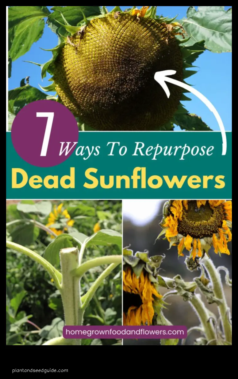 what to do with sunflower stalks