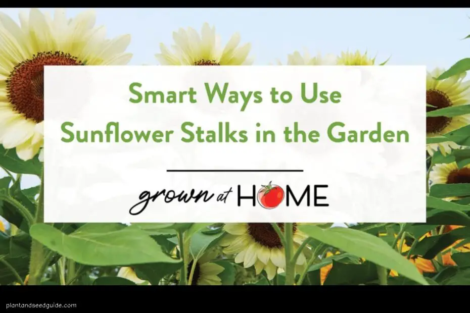 10 Creative Ways to Use Sunflower Stalks