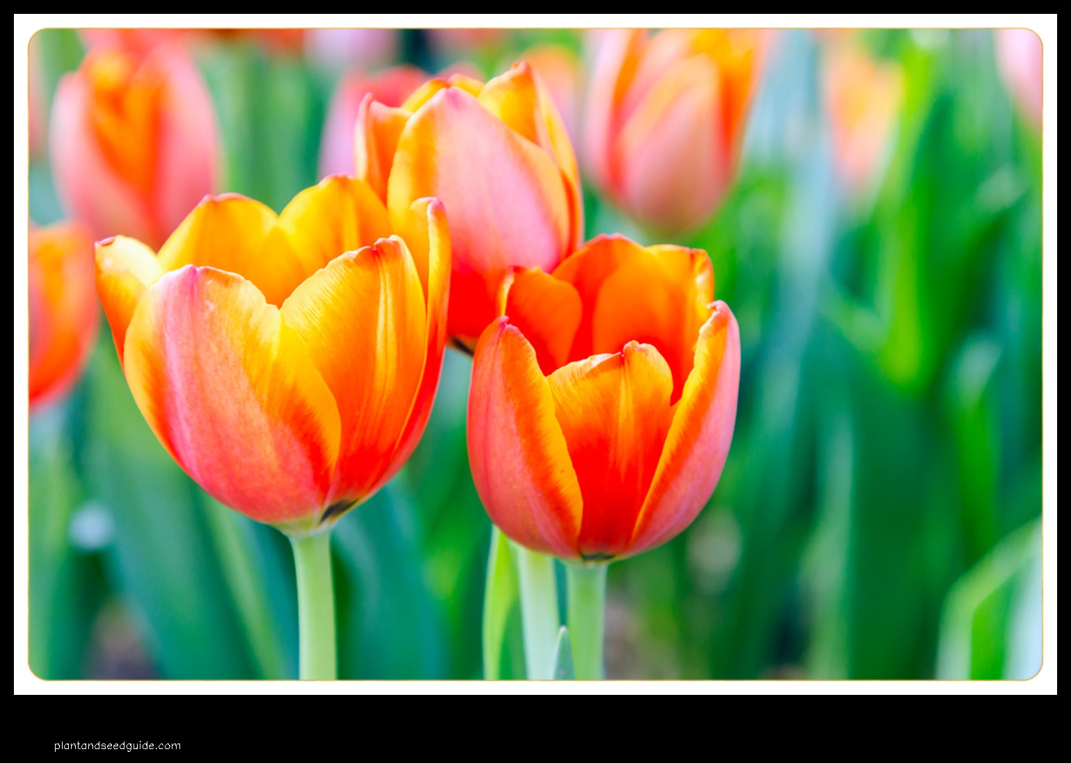 what color are tulips