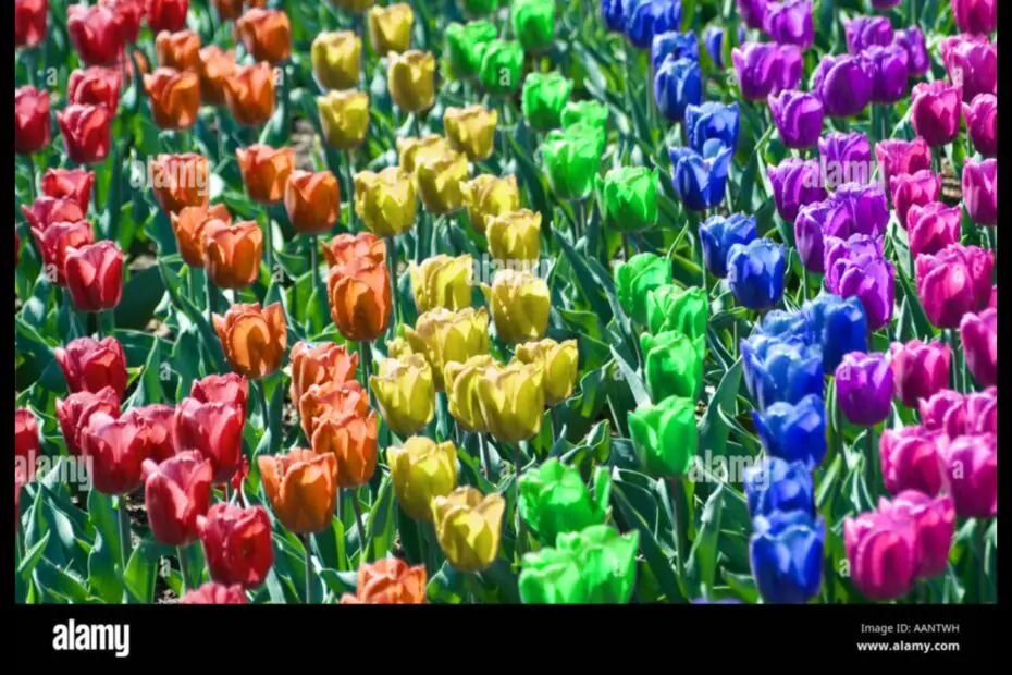 A Rainbow of Colors What Color Are Tulips