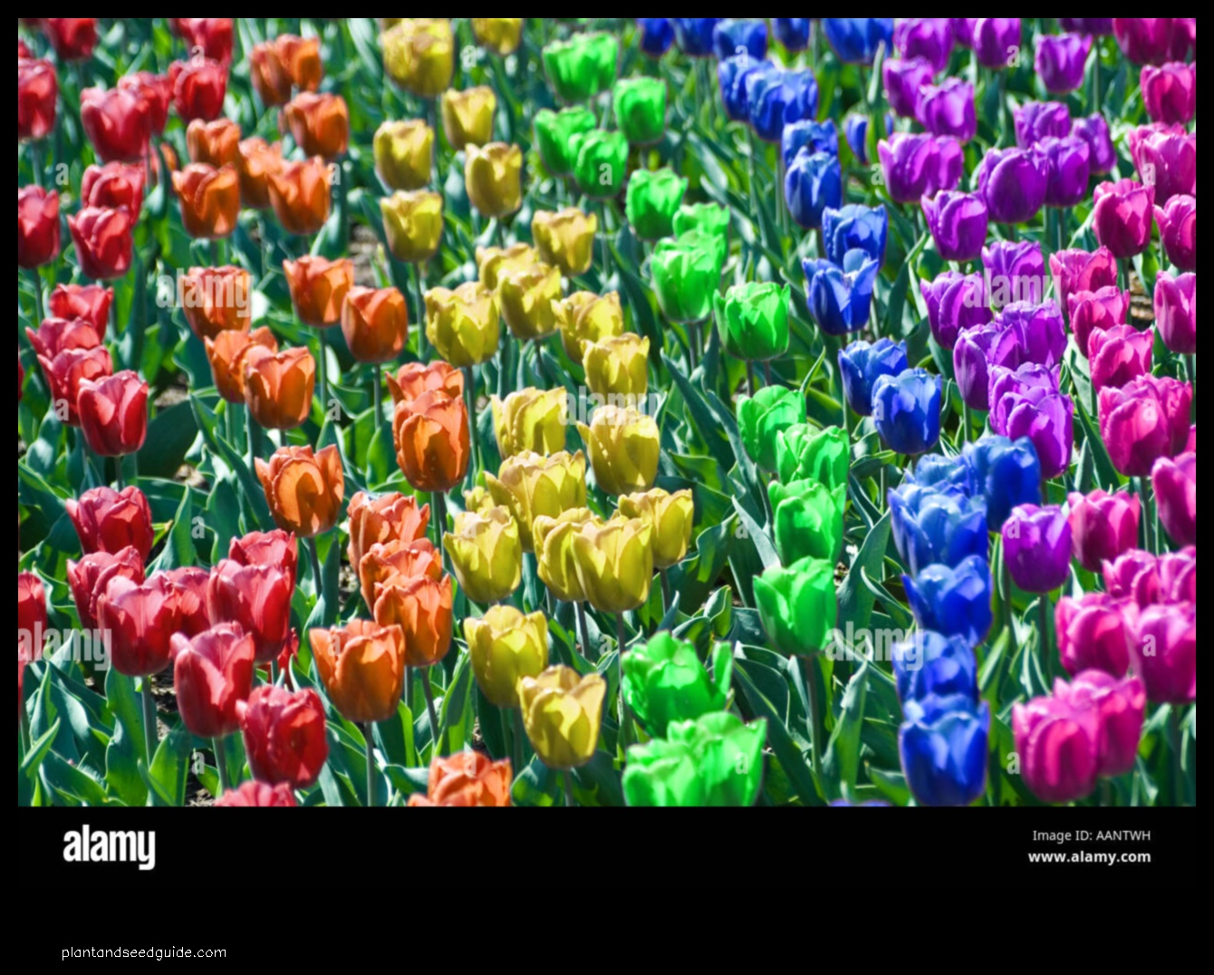 what color are tulips