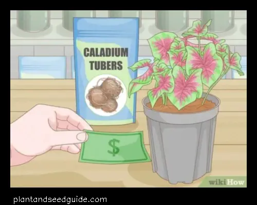 planting caladium bulbs