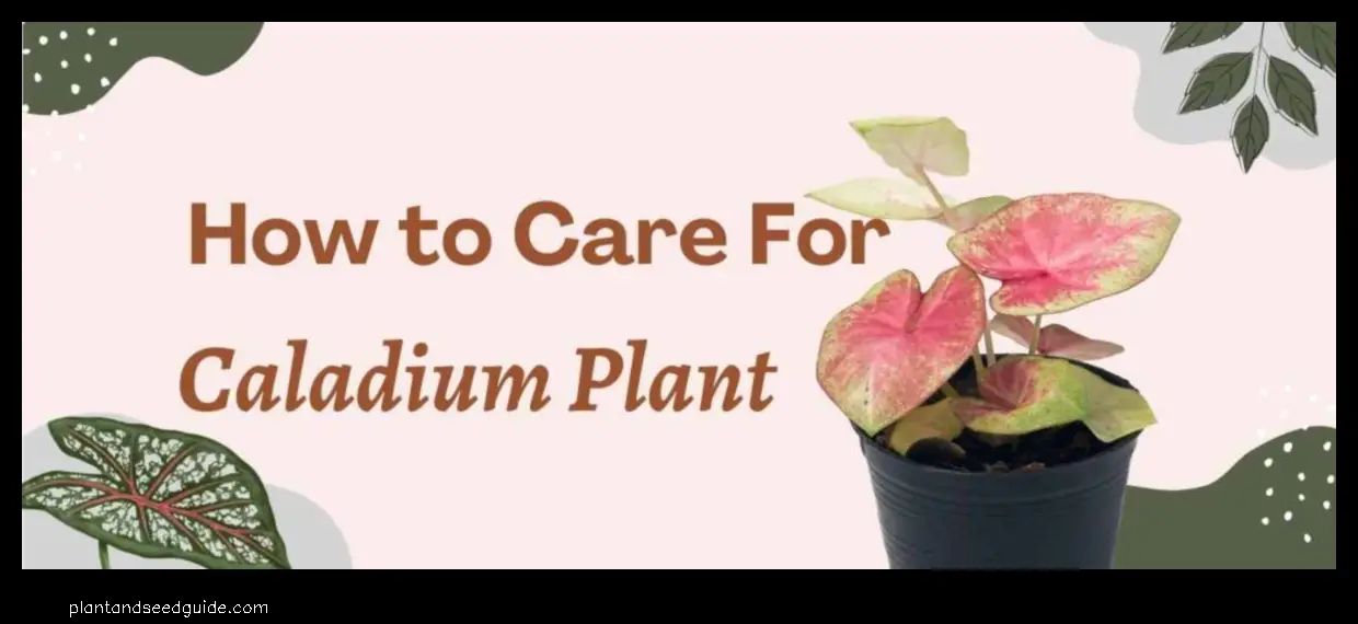 planting caladium bulbs