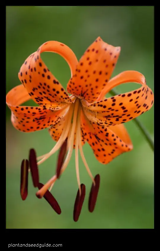 orange tiger lilies