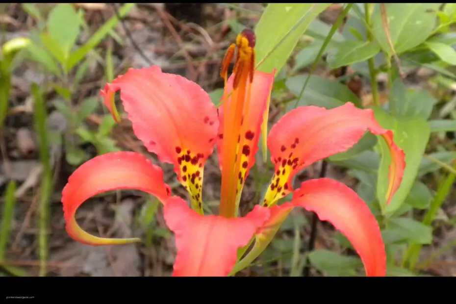 Ablaze with Color Orange Tiger Lilies