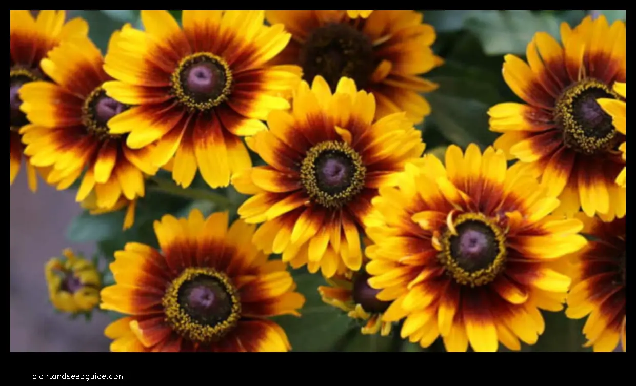 black eyed susan vs sunflower