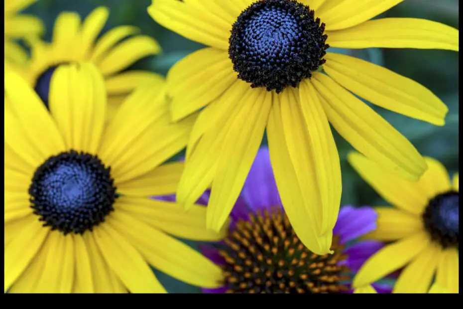 Black Eyed Susan Vs. Sunflower a Comparison of Two Summer Flowers