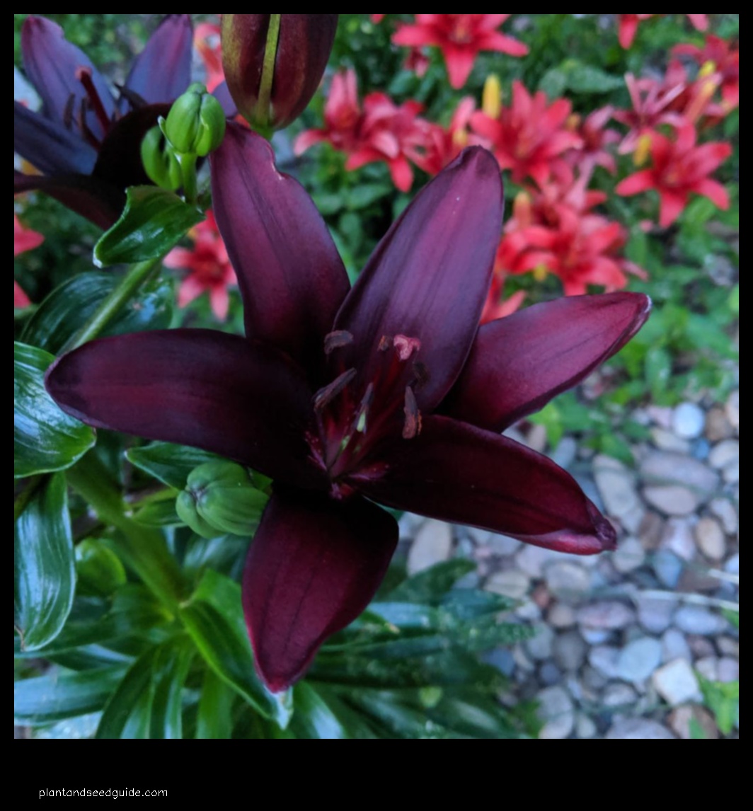 black lillies flower