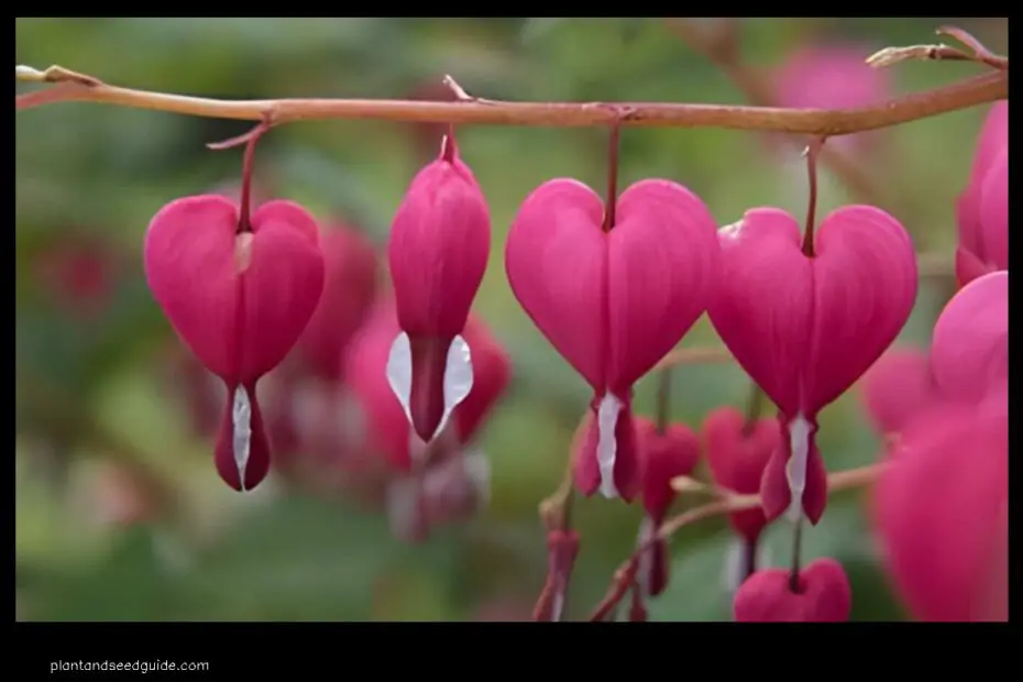 Bleeding Heart Seeds a Symbol of Hope and Renewal