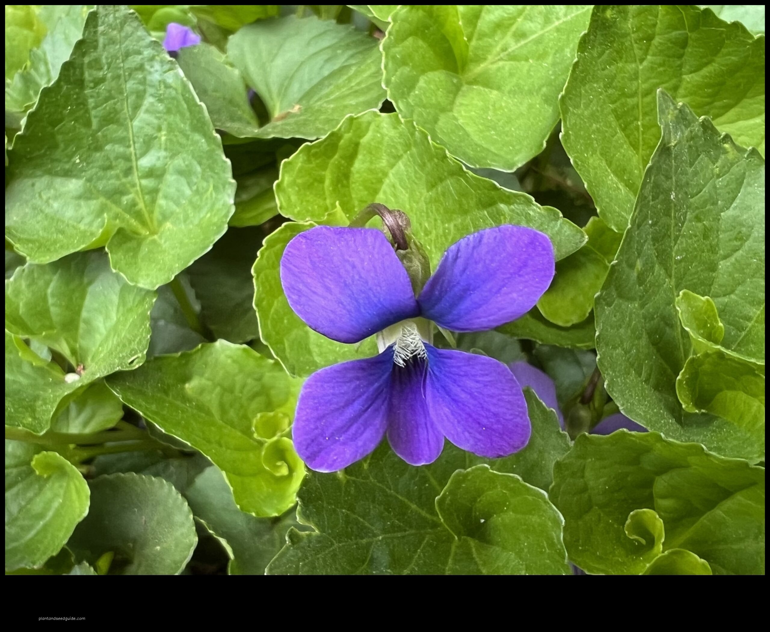 blue violet flowers