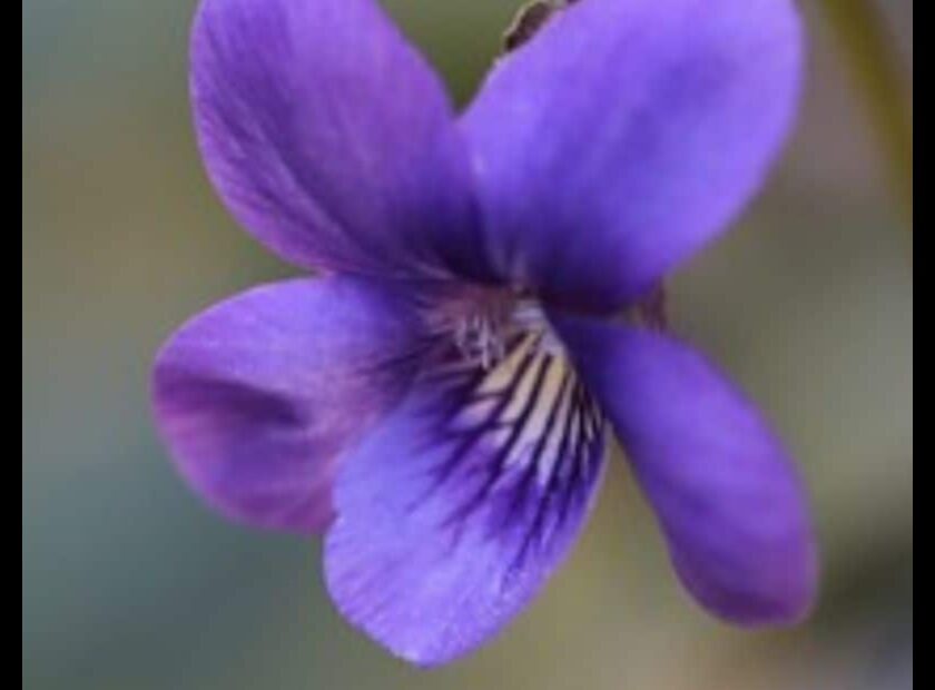 Blue Violets a Symbol of Hope and Resilience