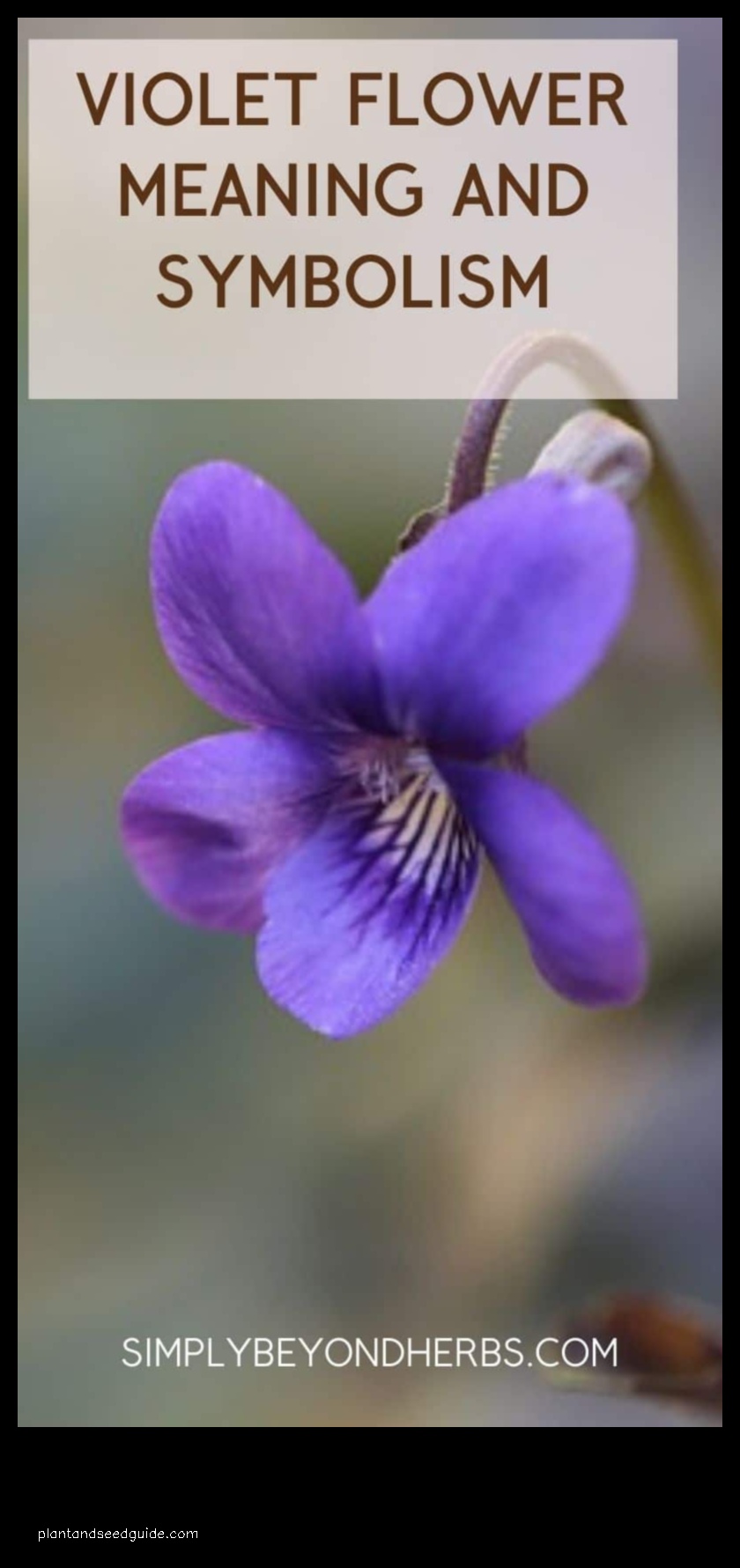 blue violet flowers