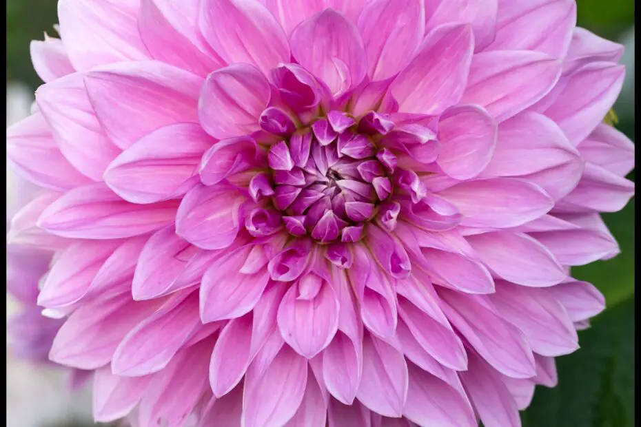 Dahlia Lavender Perfection a Timeless Beauty