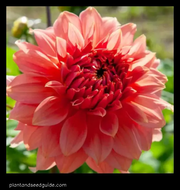 Fairway Spur Dahlia a Beautiful Flower with a Fascinating History