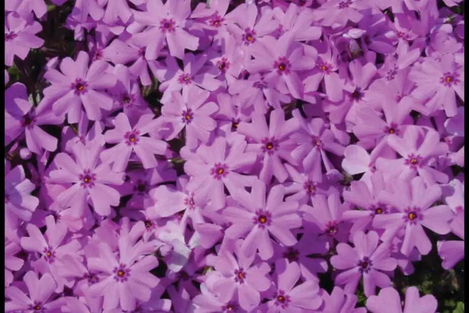 Fort Hill Creeping Phlox a Low Maintenance Ground Cover for Your Garden