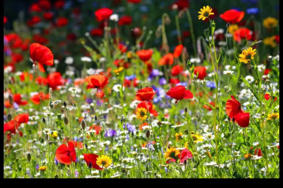 Grow a Wildflower Meadow with Free Seeds