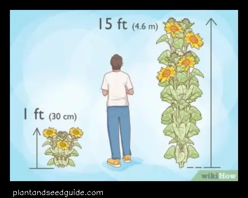 how many sunflower seeds per hole