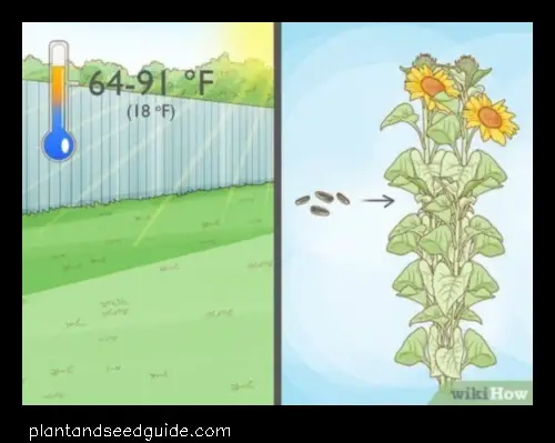 How Many Sunflower Seeds per Hole a Visual Guide