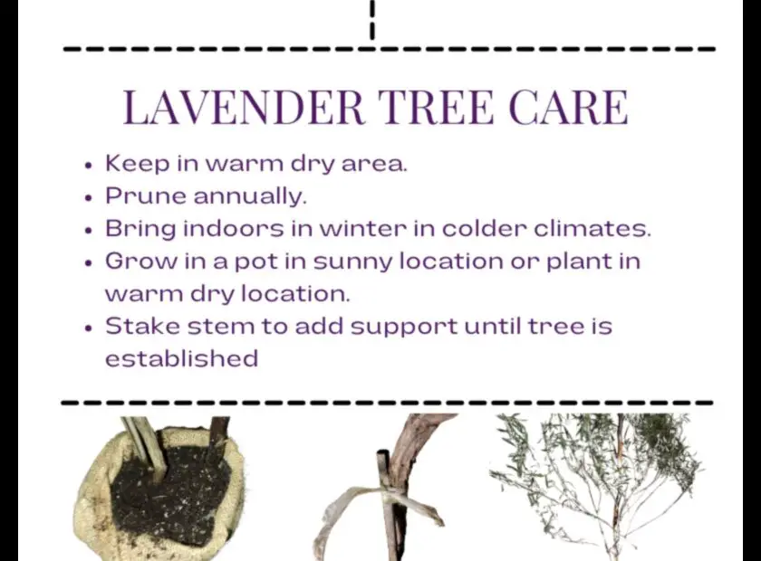 Lavender Trees a Height Guide for Gardeners