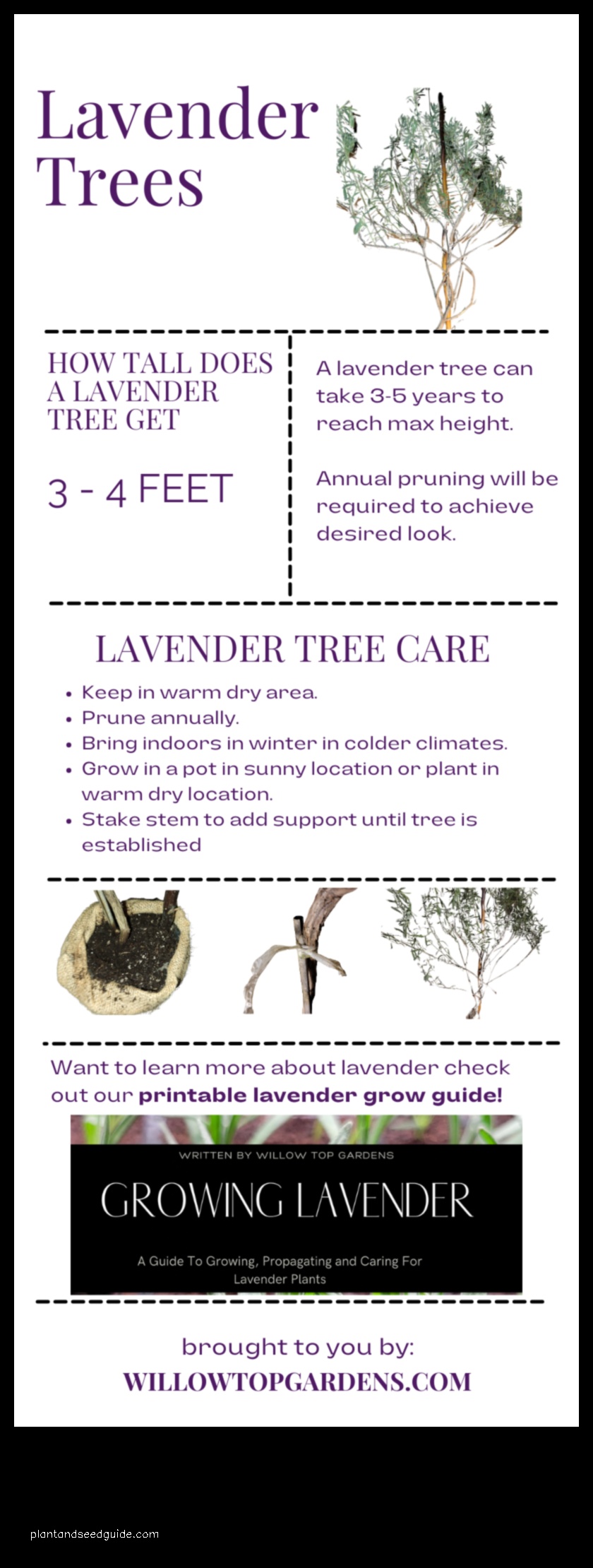 lavender tree height