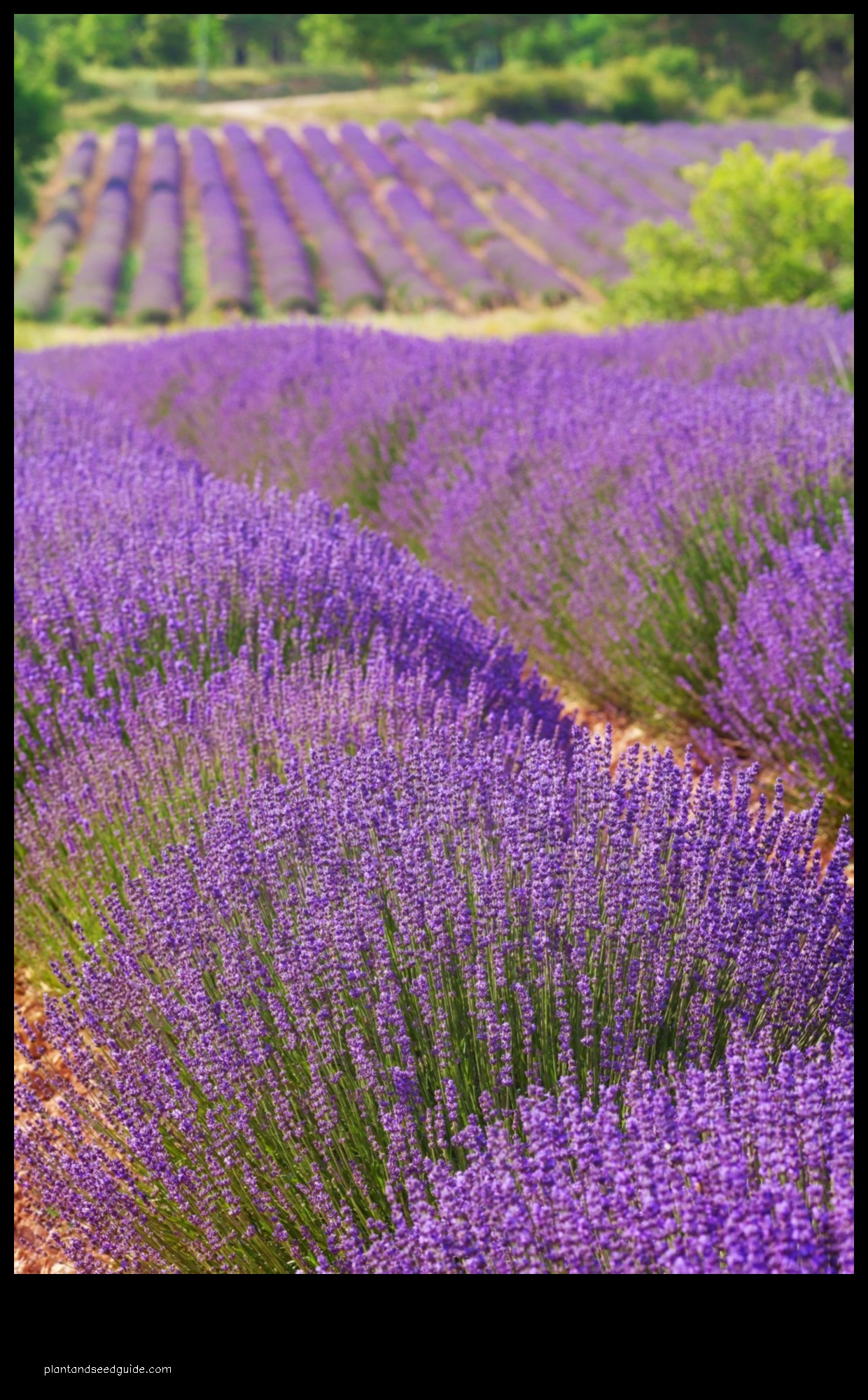 what does lavender look like in winter