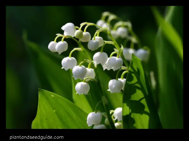 lily of the valley price