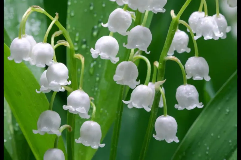 Lily of the Valley a Flower of Many Prices