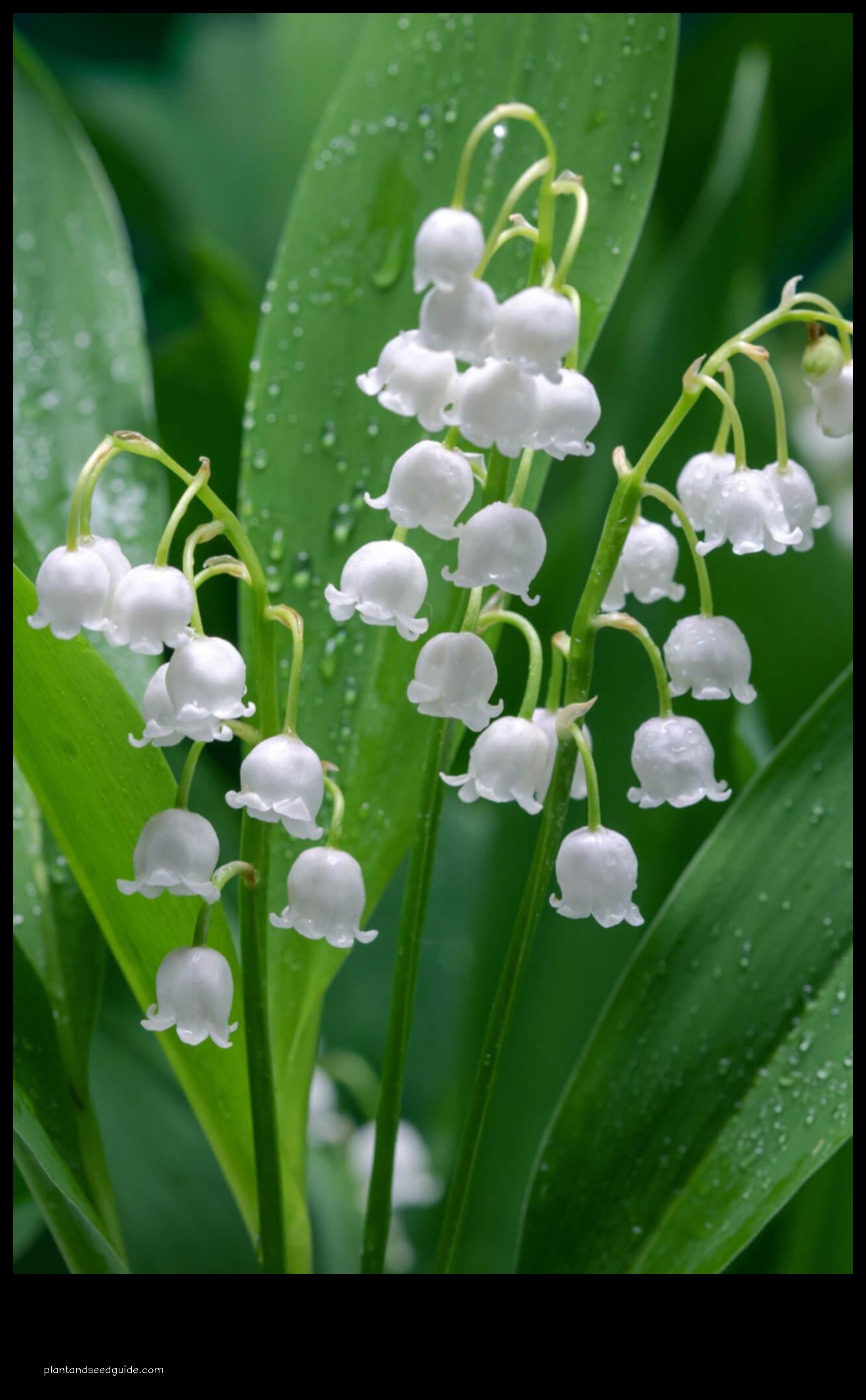 lily of the valley price