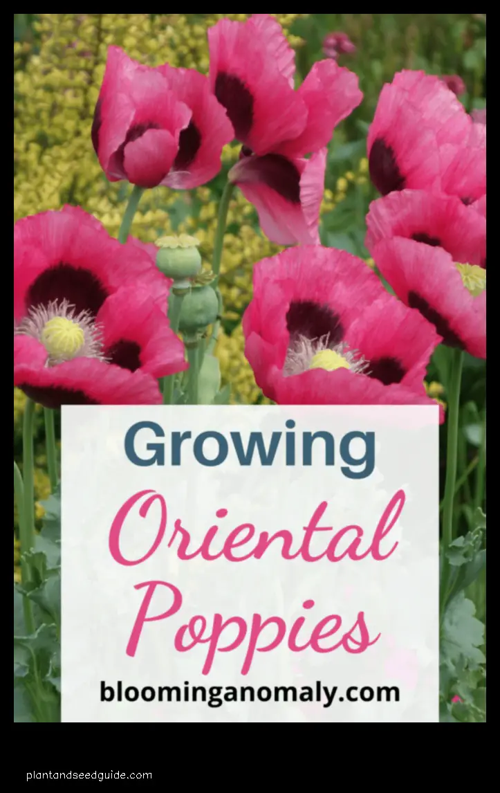 oriental poppies seed