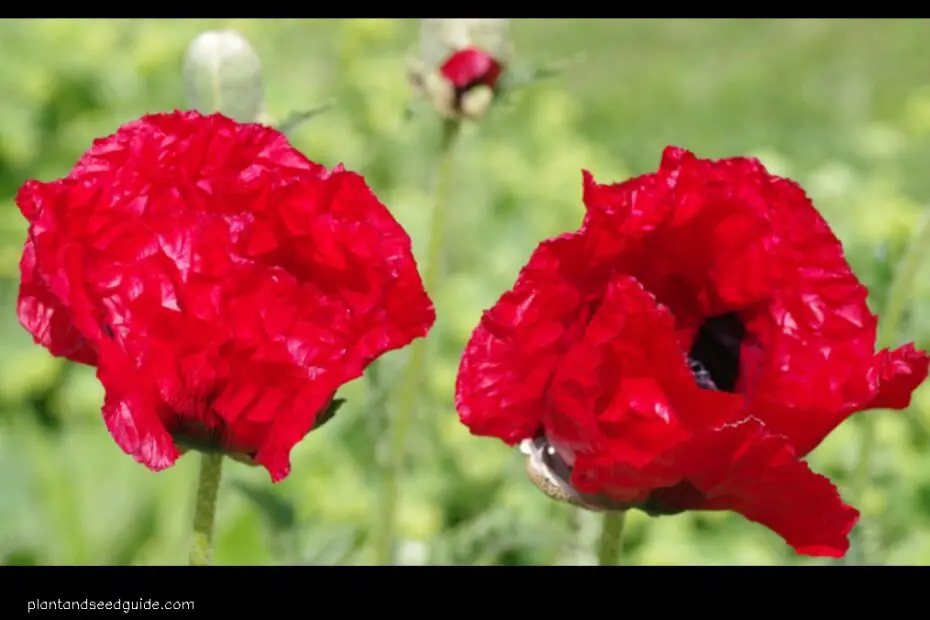 Oriental Poppies the Ultimate Guide to Growing and Using These Beautiful Flowers