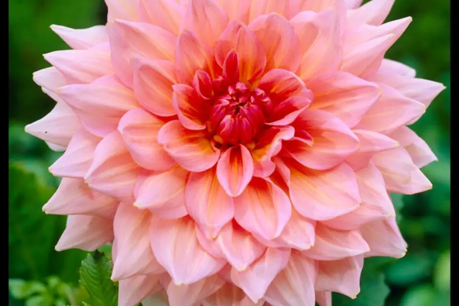 Ottos Thrill Dahlia a Spectacular Flower with a Fascinating History