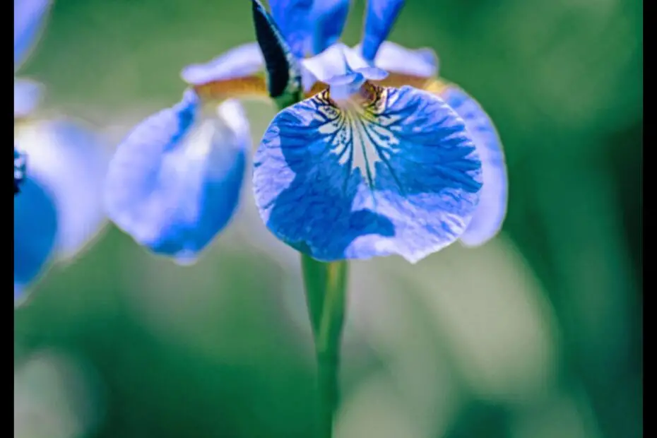 The Blue Iris a Symbol of Hope and Renewal