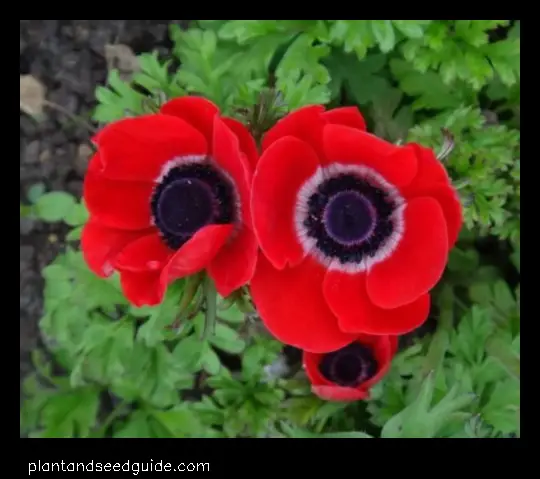 flowers that look like eyes