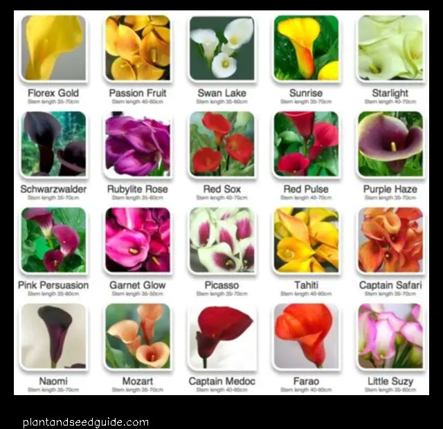 The Many Colors of Calla Lilies a Guide to Their Meanings and Symbolism